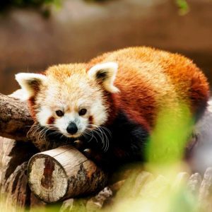 Darjeeling Red Panda Trekking Tours