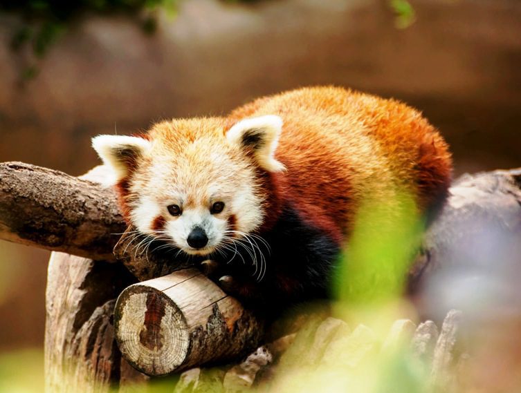 Darjeeling Red Panda Trekking Tours