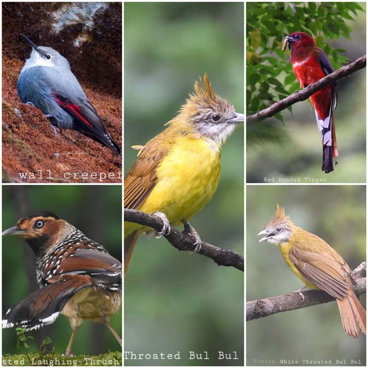 Birding in Darjeeling