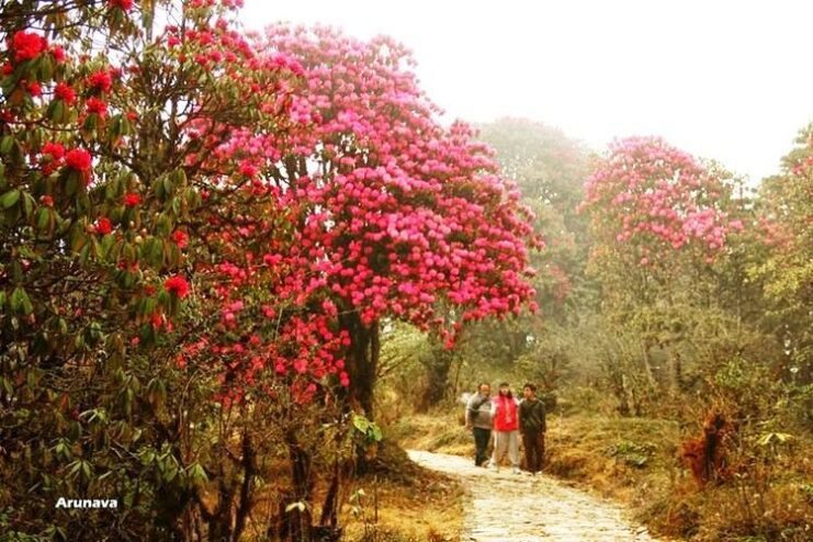Best Trek Routes in Sikkim