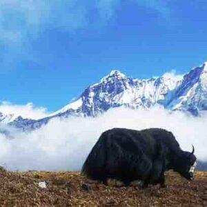 Lhabha Tarum Tsachu Trek/ Best Trekking Routes in Sikkim