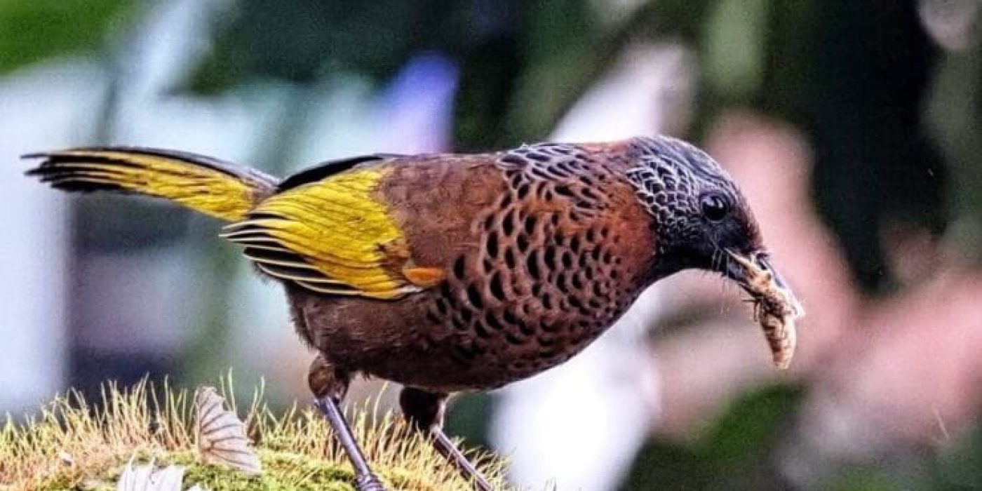 Darjeeling Birding Tour